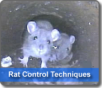 rat pest control in your home